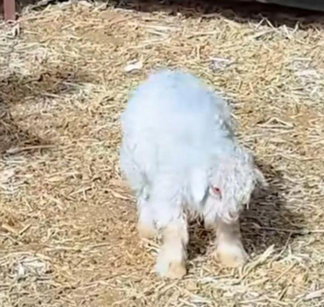 网红戏精小羊装死实则因遗传缺陷 基因突变引发肌强直