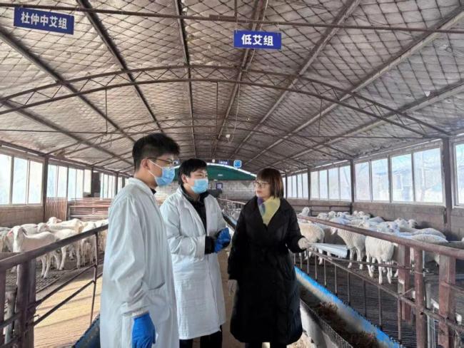 网红戏精小羊装死实则因遗传缺陷 基因突变引发肌强直