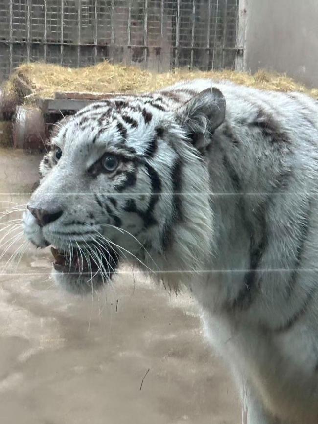 青岛虎界“刘亦菲”小孬火出圈了
