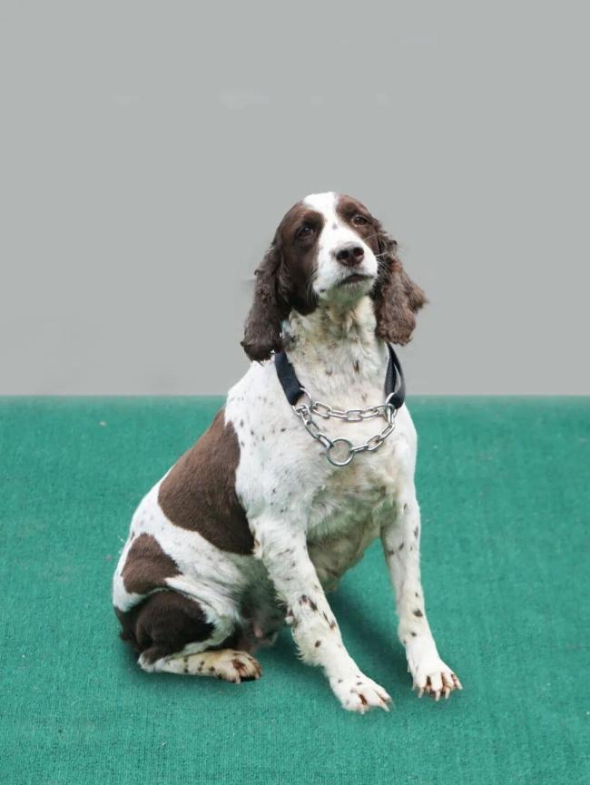 昆雷、爱虎、星星、欢欢在线寻新家 退役军犬待领养