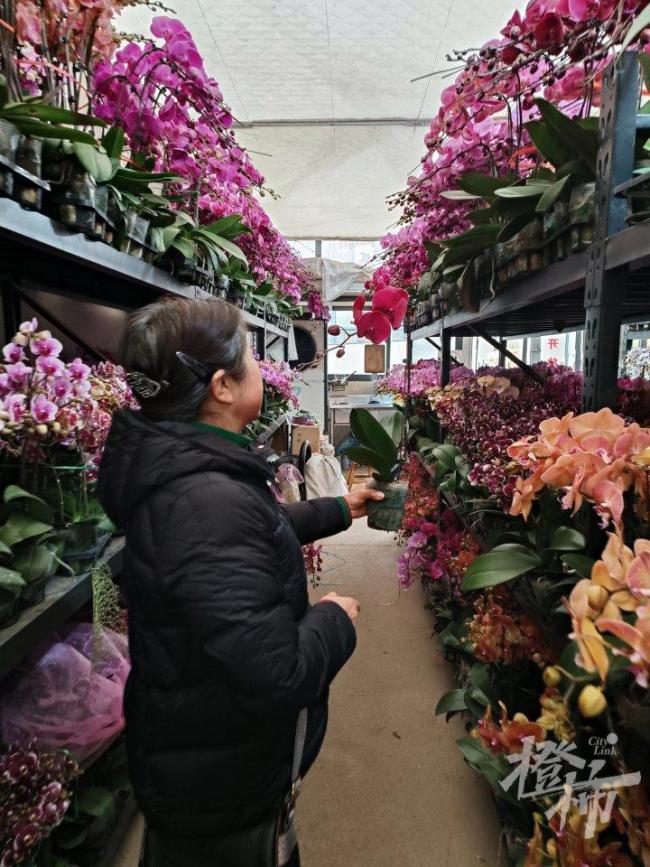 3盆125元 年宵花生意又开始忙了 春节前市场热闹非凡