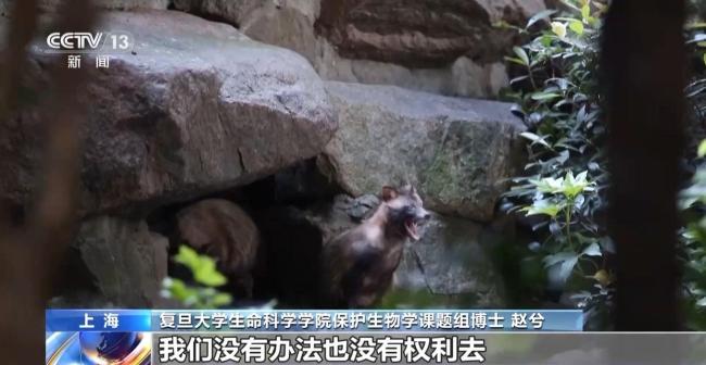 越来越多野生动物“爱上”都市生活 共存之道探索中