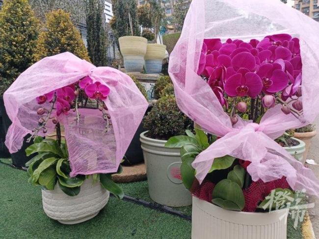 3盆125元 年宵花生意又开始忙了 春节前市场热闹非凡
