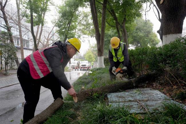 武汉抢在冻雨前修剪行道树