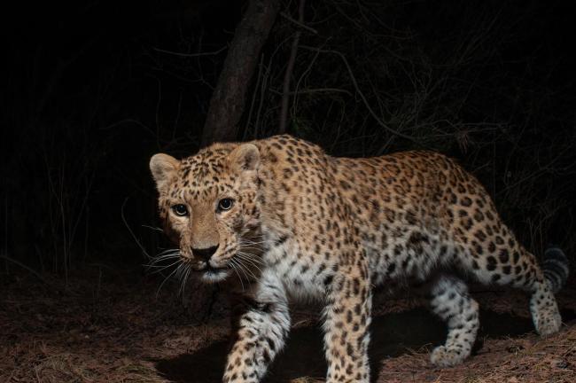 10年来最接近北京豹影被拍到了 华北豹再现太行山