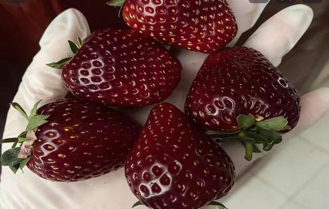 一斤售价300多元的黑草莓走红