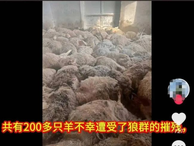 200多只羊遭狼群夜袭后续 政府按60%补偿牧户