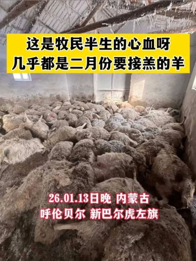 200多只羊遭狼群夜袭后续 政府按60%补偿牧户