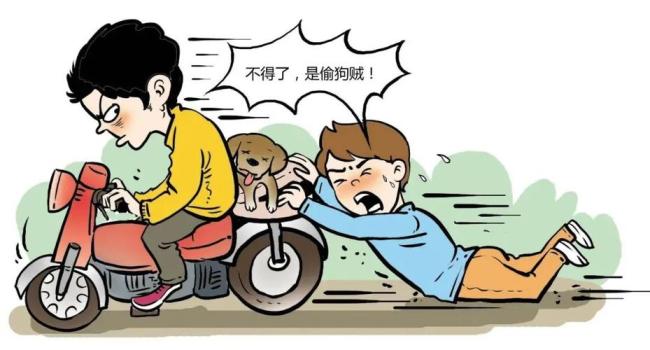 多地均有“偷狗贼”落网并现场起获8条家犬的案例