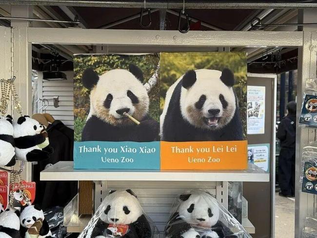 日本最后2只大熊猫1月26日回中国