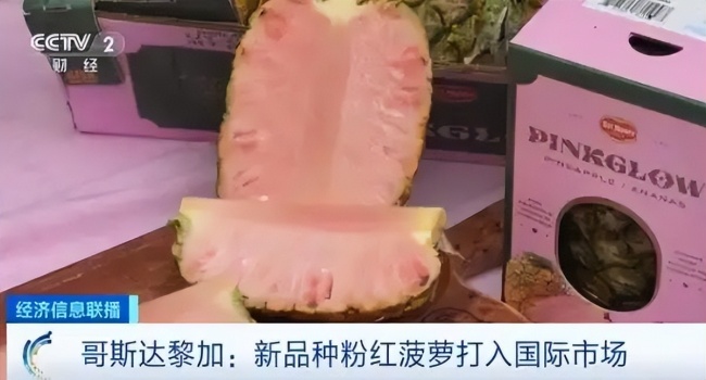 800元一颗的粉菠萝半月售出近100件 稀有品种引发热议