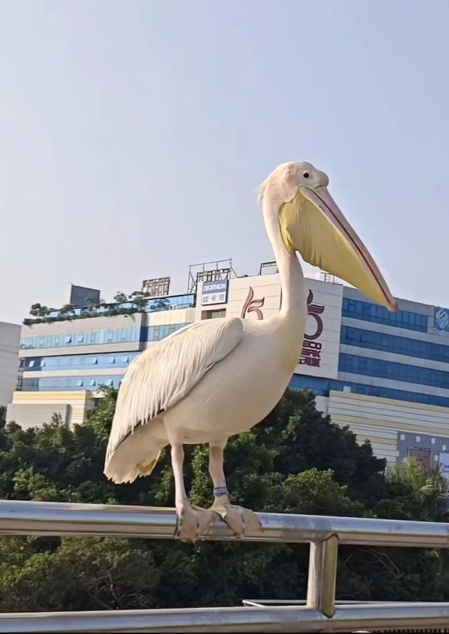 动物园回应鹈鹕出逃当天已被抓回 鹈鹕“逛街”引关注