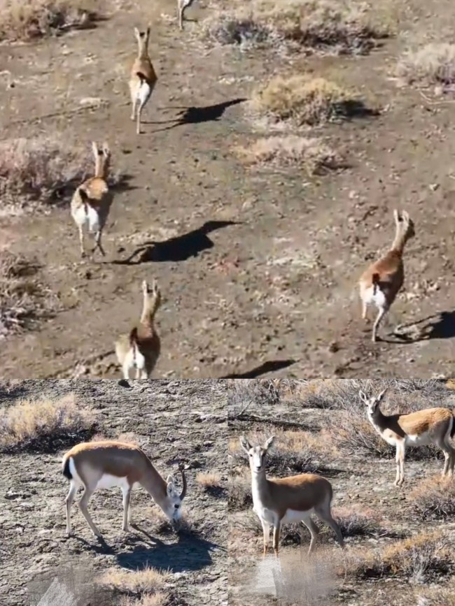 零下40℃！满洲里突现上千只野生黄羊，这一幕看哭无数人