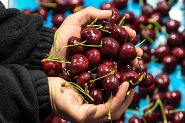 车厘子自由是用什么换来的 智利果园与物流革新