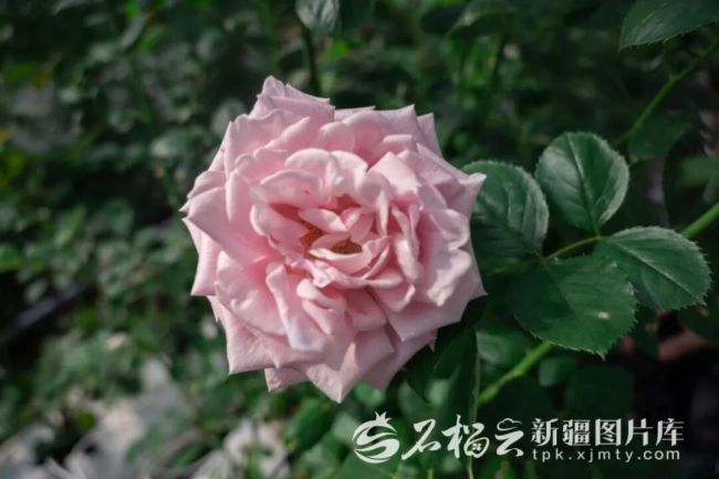 这株中国芯月季定名娇龙