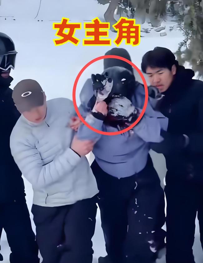 目击者称伤者未主动触摸雪豹 尊重自然法则警钟长鸣