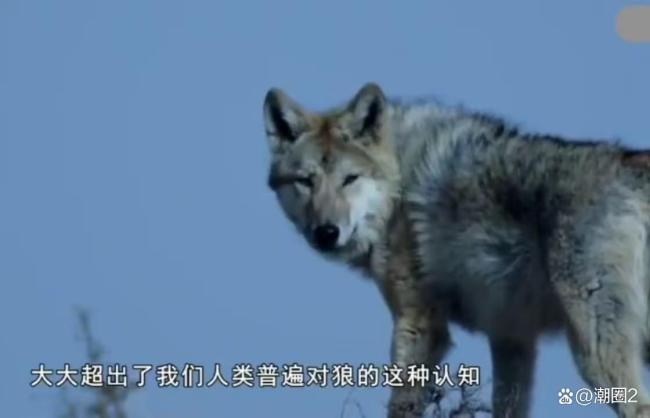 当狗狗看完重返狼群后 颠覆对狼的认知