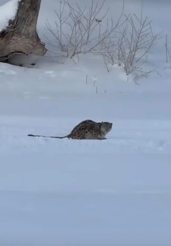 民宿主回应女子被雪豹咬伤面部