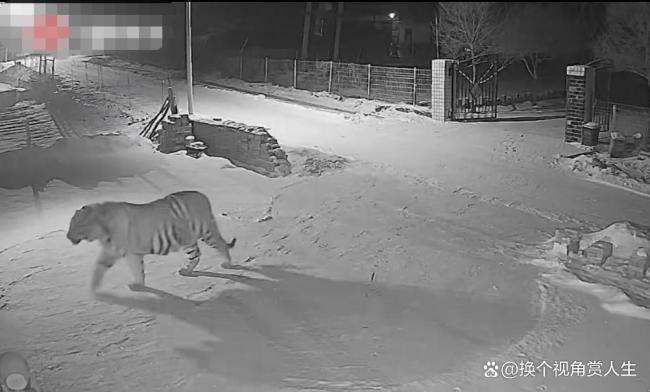 吉林村民家门口现老虎 安全隐患引关注