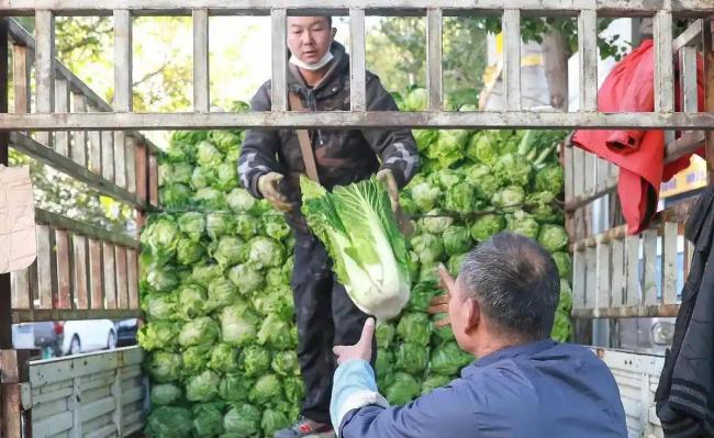 央视曝光多地毒蔬菜事件 高毒农药危害惊人