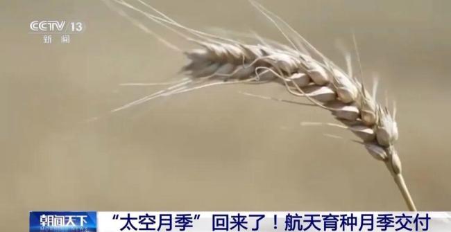 航天育种月季交付 太空种子开启新希望