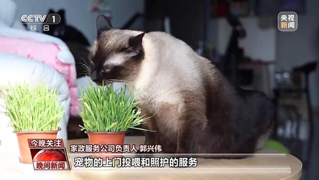 春节前消费市场活力十足 年货“鲜”到家