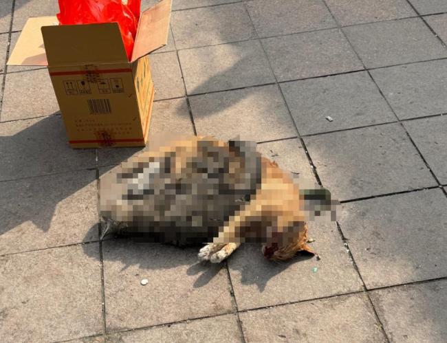 杭州小区被曝多起虐猫事件 居民报警求助