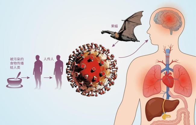 印度捕获9蝙蝠 1只有尼帕病毒抗体