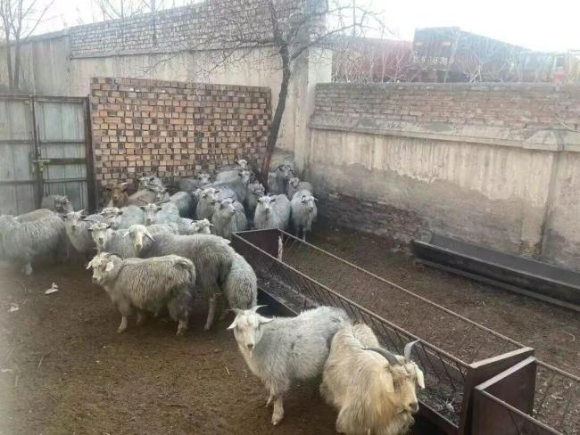 国企转让95只羊:一根毛都不能私自处理