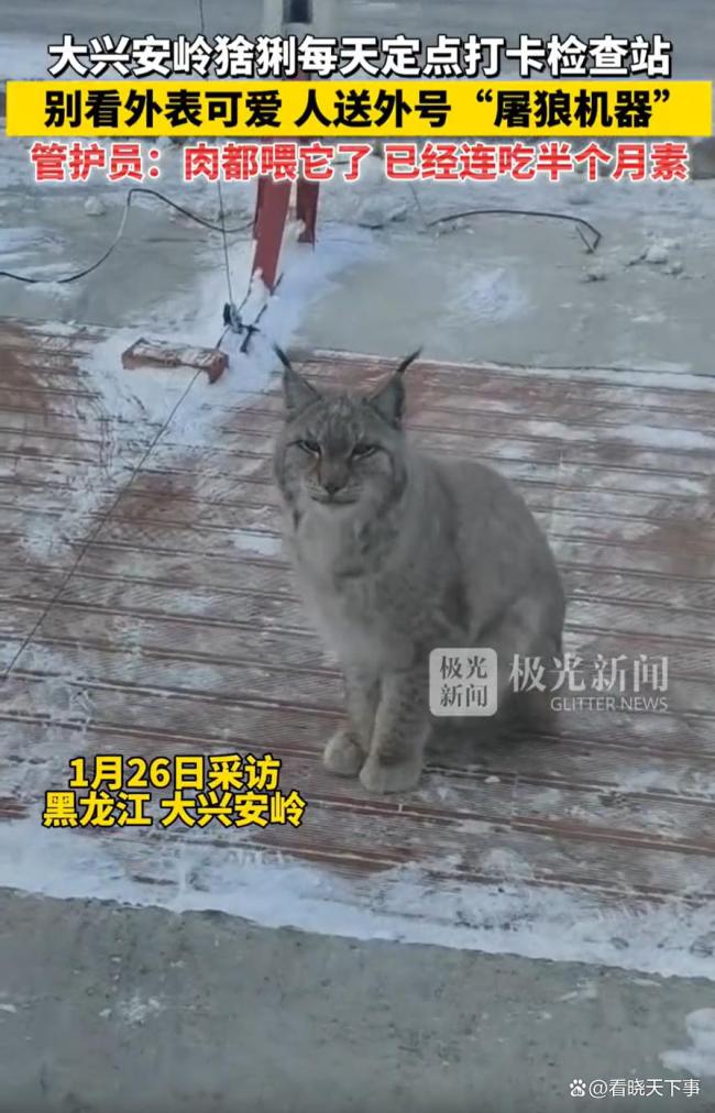 一猞猁每天“打卡”检查站