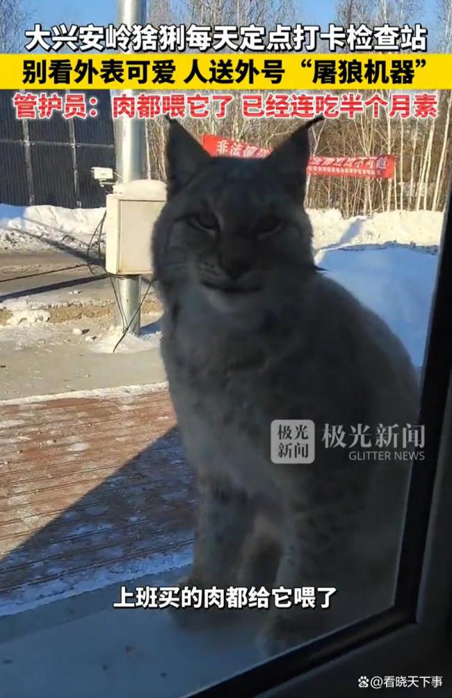 大兴安岭猞猁打卡检查站 萌态讨食记