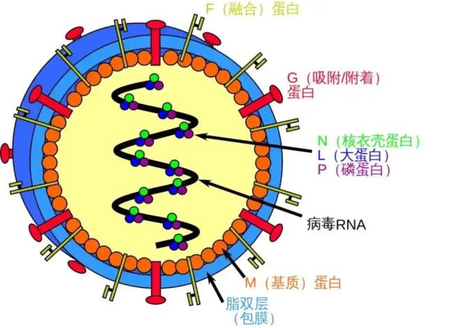 被世卫组织列为“高度威胁”的尼帕病毒，到底什么来头？ 印度疫情引发关注
