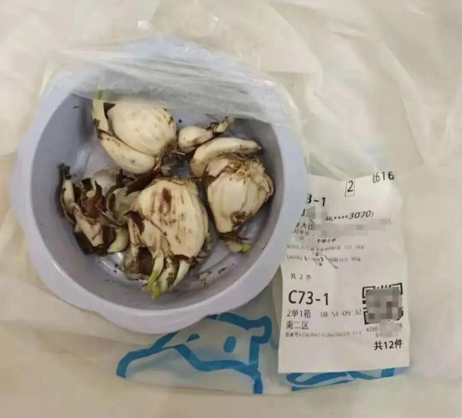 买鲜百合被误送水仙球 2人中毒送医