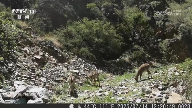 金沙江的鱼儿回家之路为何能畅快通行?