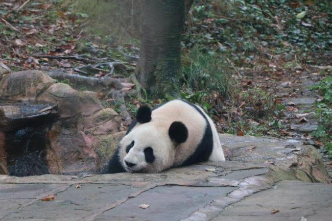 旅日大熊猫“晓晓”“蕾蕾”安家雅安 国宝归来开启新生活