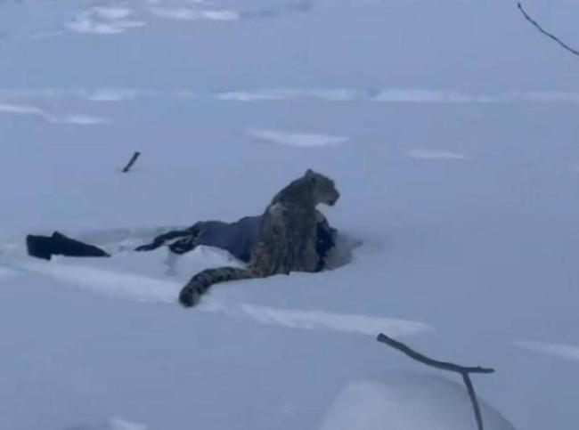 咬东谈主雪豹又咬死35只羊