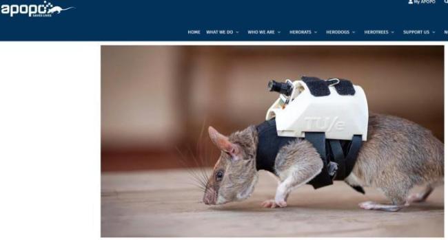 驼马受苦军犬建功 动物士兵不毛糙 独特手段助力军事任务