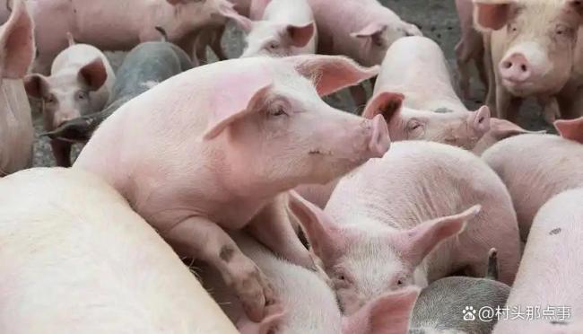 跌了！猪价下降“猛昂首”