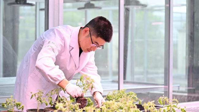 科学家种出爆米花味的番茄 找回“销亡的番茄味”