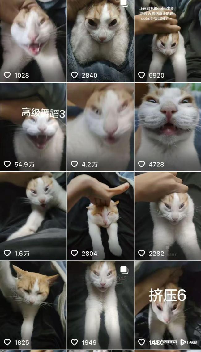 宠物博主被指虐猫后品牌方致歉 涉事博主否认虐待行为