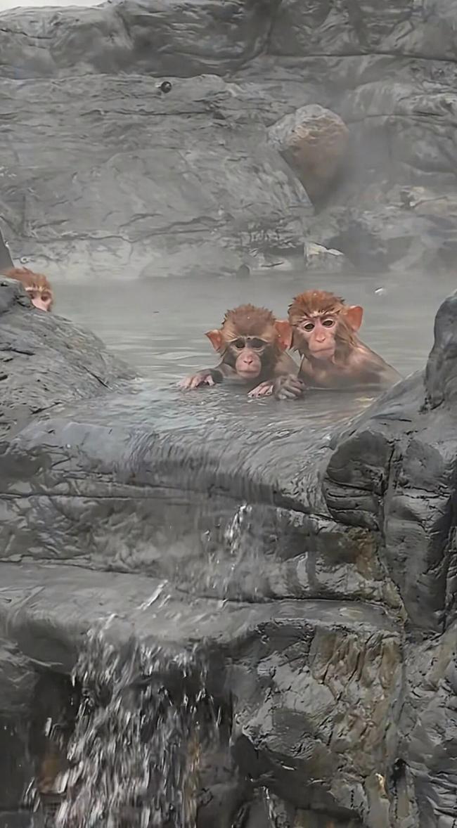 山公在“五指山”拖家带口泡温泉养生 自然水潭成猕猴乐土