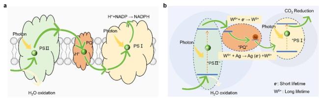 我国人工光合取得关键突破 新技术大幅提升转化效率