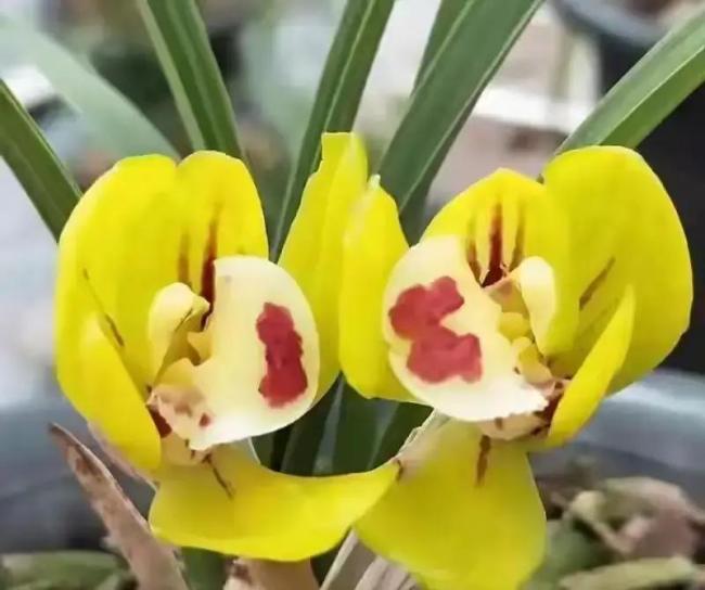 你认为晚年幸福关键因素是什么 价值感支撑晚年