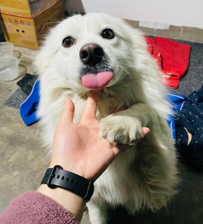 萨摩耶主东谈主条款孩子家长谈歉,不接纳私了