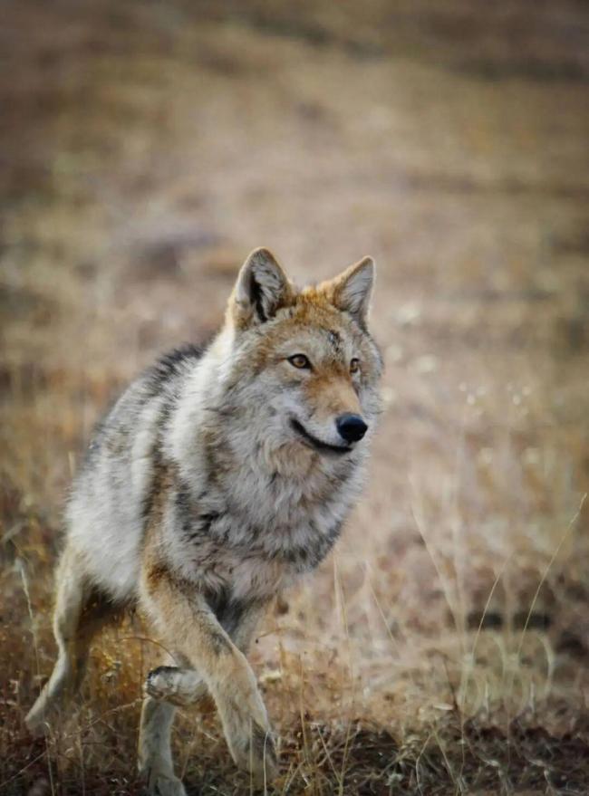 李微漪证实狼王格林已自然老去