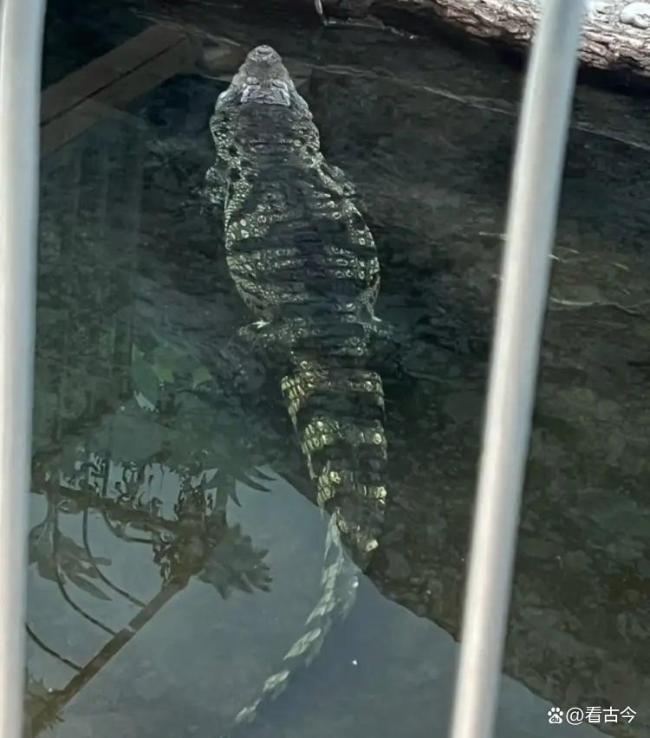 酒店回应深夜惊现鳄鱼遛弯 安全隐患引深思