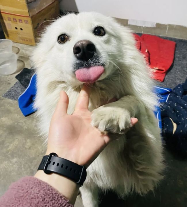 男孩玩火烧死宠物狗 狗主人发声 家属愿赔6000元私了