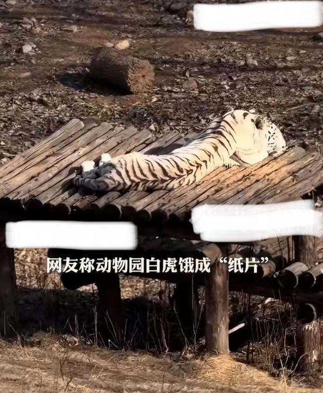 被传饿成纸片白虎有350斤 角度问题引发热议