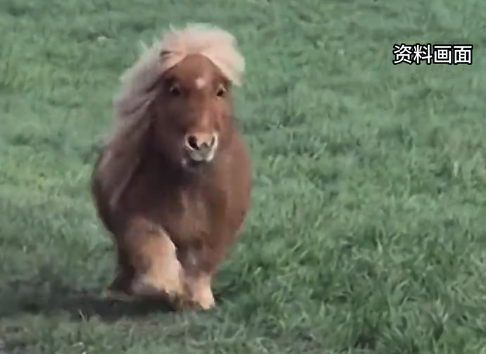 马年“矮脚马”销量暴涨7成,进口售价5-7万元,国产品种仅需六七千元