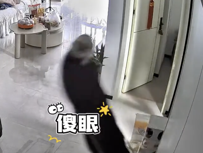 猫咪满屋子跑酷撞翻镜子